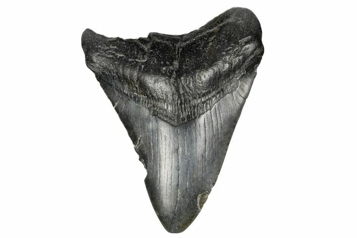 Bargain, Fossil Megalodon Tooth - South Carolina #182864